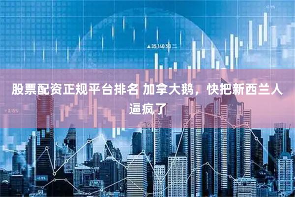 股票配资正规平台排名 加拿大鹅，快把新西兰人逼疯了