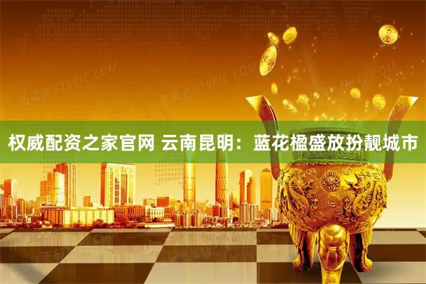 权威配资之家官网 云南昆明：蓝花楹盛放扮靓城市